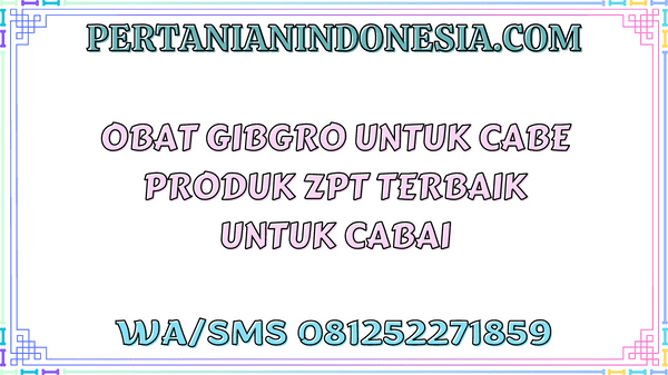 Obat Gibgro Untuk Cabe Produk ZPT Terbaik Untuk Cabai